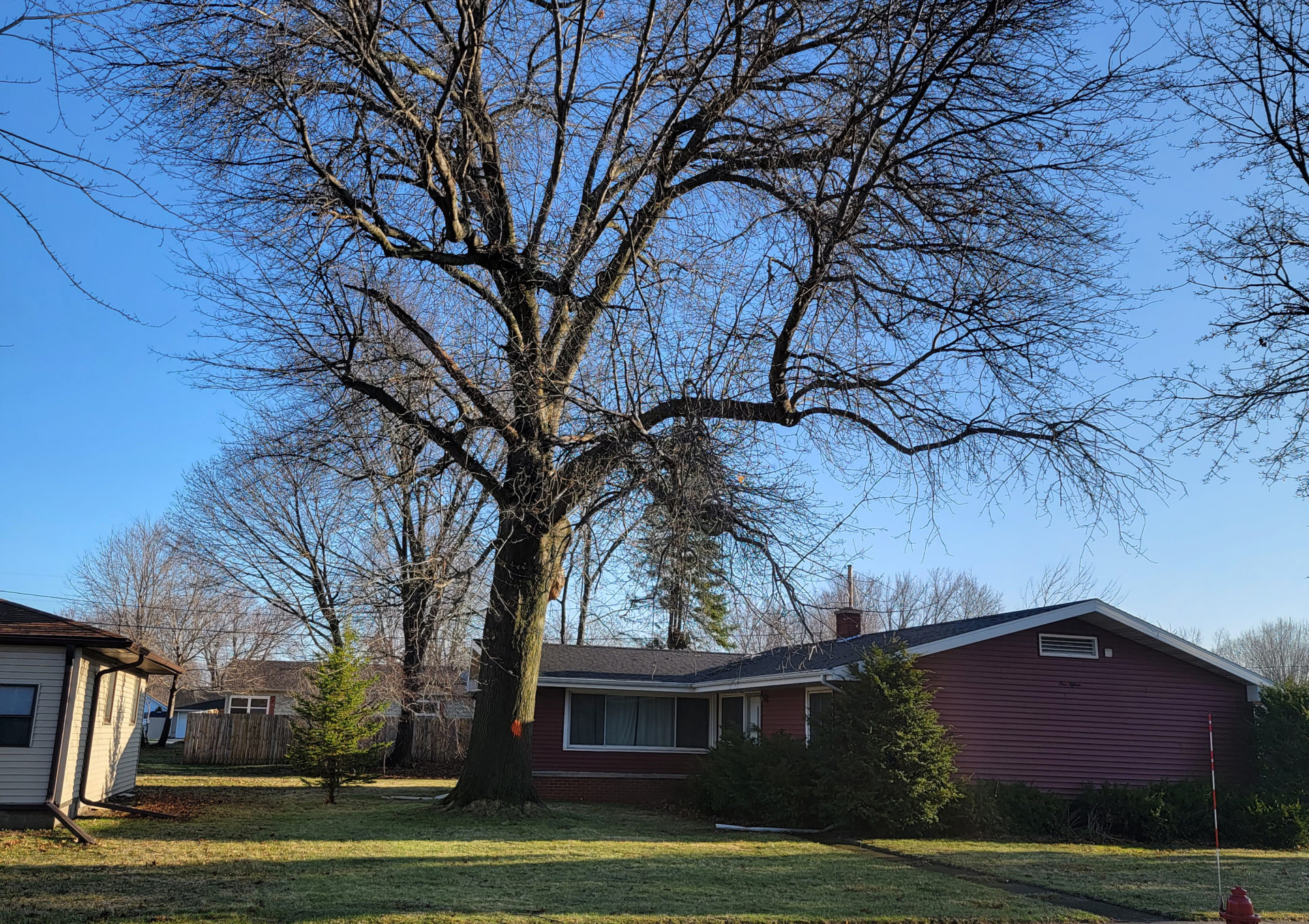Miller's-Tree-Service-tree-removal