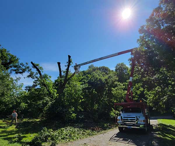 Tree trimming with the bucket truck