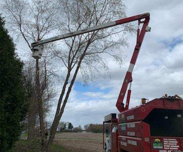 Millers Tree Service Tree Trimming