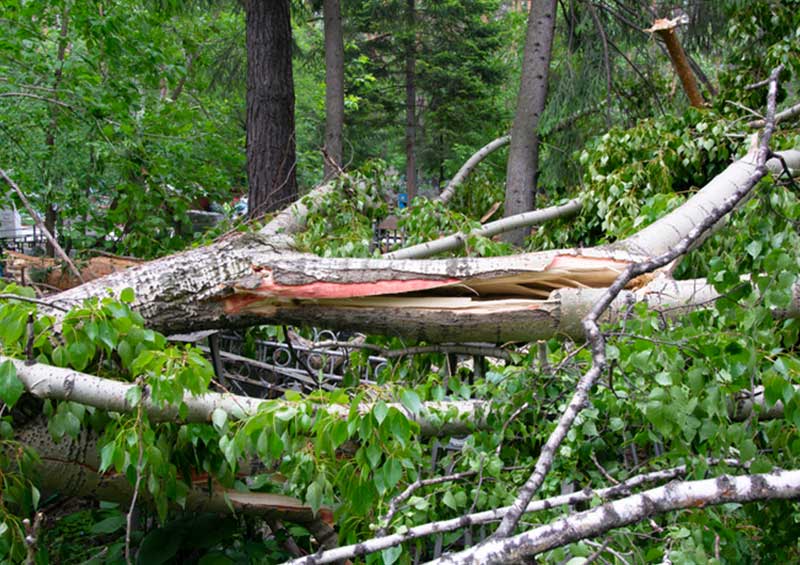 Miller's-Tree-Service-tree-removal