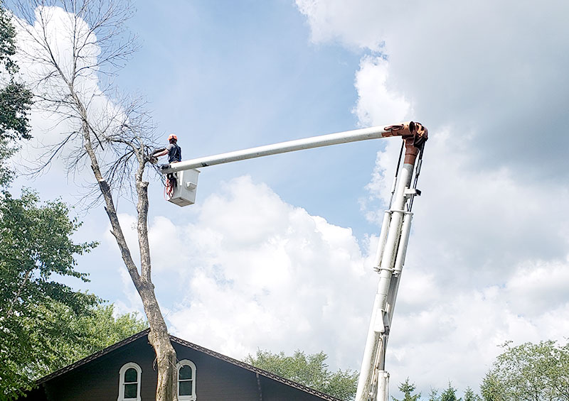Miller's-Tree-Service-tree-trimming