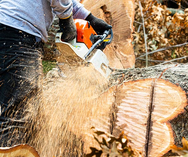 man-cutting-large-tree-stump